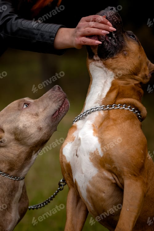 Preview: Autumn background with red Pit Bull Terrier