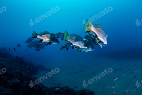 Preview: school fish swimming together in deep blue sea