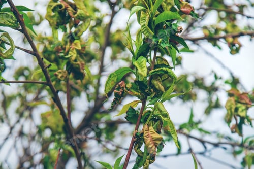 Preview: Diseases of peach tree twirled leaves. Selective focus.