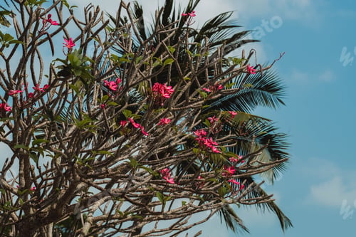 Preview: Tree plumeria rubra in tropical climate, close-up