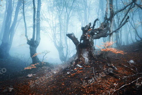 Preview: Autumn forest in blue fog. Mystical autumn trees