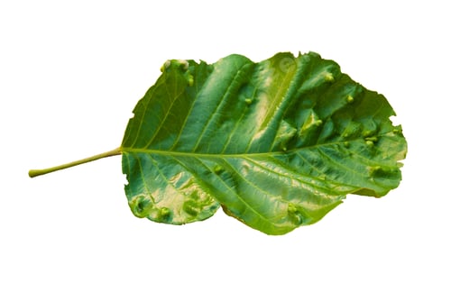 Preview: leaf isolated on white background.