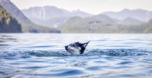 Preview: Small Dog, Toy Fox Terrier, swimming in the water