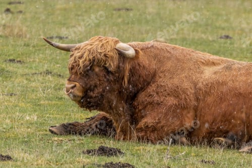 Preview: Scottish brown highland cow with big horns in a meadow