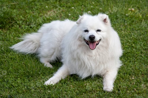 Preview: White Dog laying on grass
