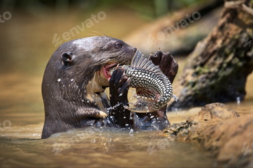 Preview: Close-up shot of a powerful giant otter starting eating a fish
