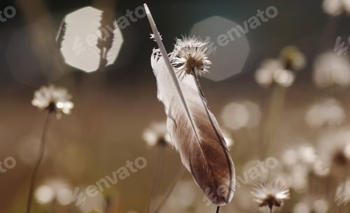 Preview: The feather and wilted dandelion among morning light