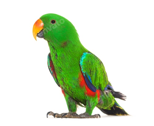Preview: Standing Green amazon parrot bird, isolated on white