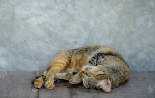 Preview: Cat sleeping.