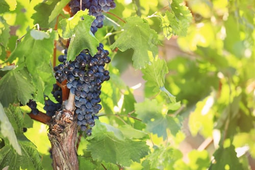 Preview: Fresh ripe juicy grapes growing in vineyard