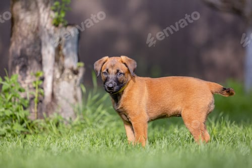 Preview: Belgian Shepherd (Malinois) puppy playing on the backyard. Kennel. Dog litter. Puppy on the green gr