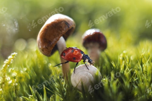 Preview: Selective focus of a ladybug and a land snail against mushrooms and gra