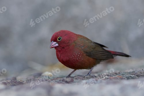Preview: Red-billed firefinch (Lagonosticta senegala)