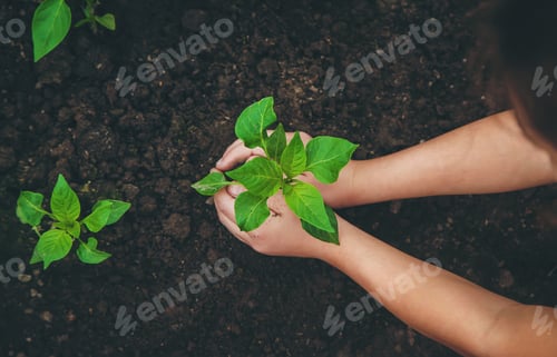 Preview: A child plants a pepper plant in the garden. Selective focus.