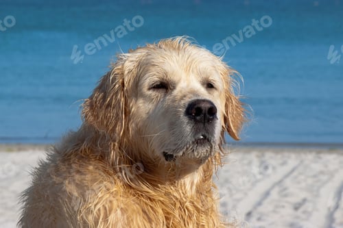 Preview: golden retriever, dog, pet, retriever