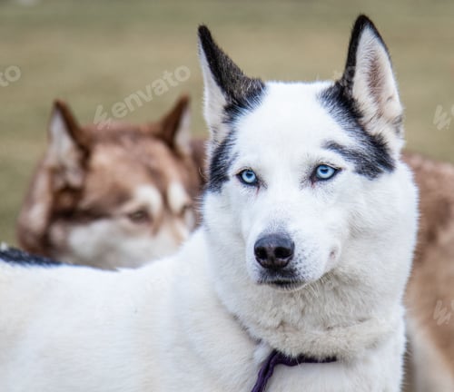 Preview: Beautiful white husky dog with icy blue eyes, its fur shining brightly in the sunlight