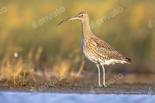 Preview: Eurasian curlew wading in tidal marsh waddensea