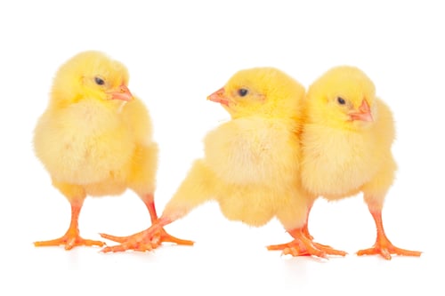 Preview: Group of chickens isolated on a white background