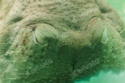 Preview: Hippopotamus's nose