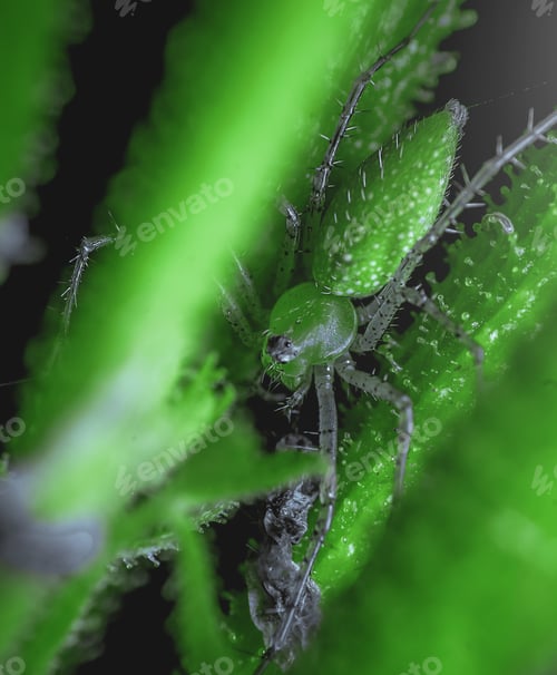 Preview: Vertical closeup shot of a green bug on a green plant with a blurred background