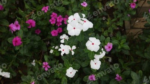 Preview: Catharanthus roseus