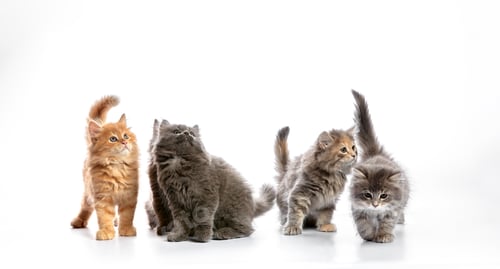 Preview: group portrait cute 5 week old kittens looking in different directions isolated on white background