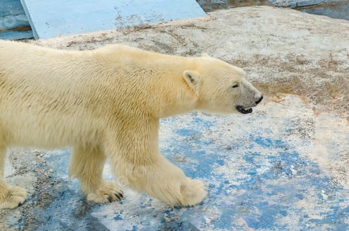 Preview: Polar bear strolling in snowy habitat