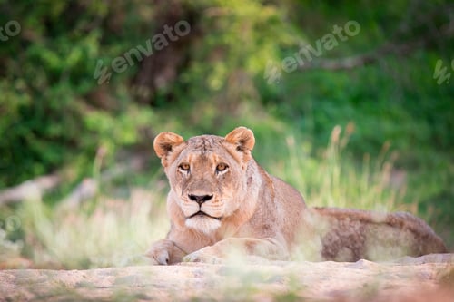 Preview: A lioness, Panthera leo, lies on sand, head up, alert, greenery in background