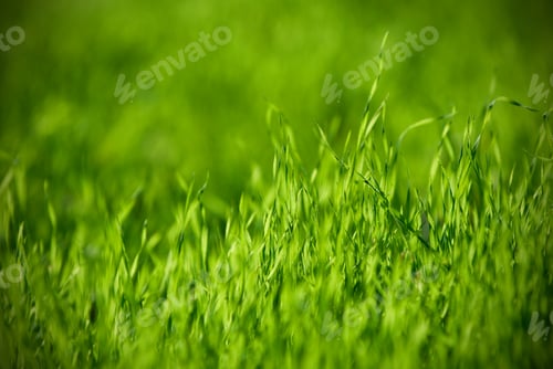 Preview: Fresh green grass close up, selective focus