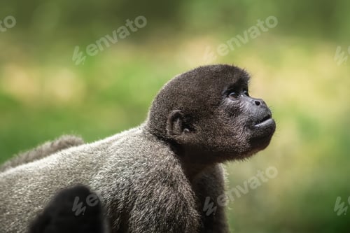 Preview: Young Gray Woolly Monkey (Lagothrix cana)