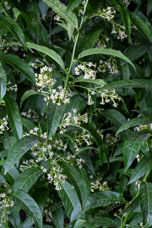 Preview: Cestrum nocturnum or Night Blooming Jasmine, the plant wich have scent in the night