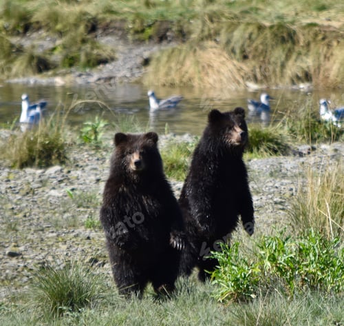 Preview: Baby grizzly bear cubs standup confused that Momma is no where around