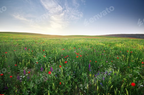 Preview: Spring meadow