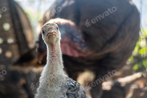 Preview: Close-Up Shot of Turkeys in a Natural Habitat with Curious Expression