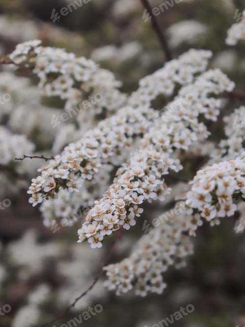 Preview: Natural blurred background. Close-up. Spring. A branch of spirea blossoming tree with white flowers.