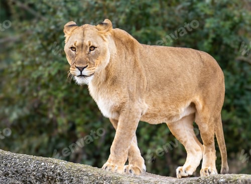 Preview: Majestic adult lion on a rock with bush backdrop.