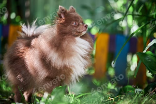 Preview: Pomeranian Spitz dog in garden