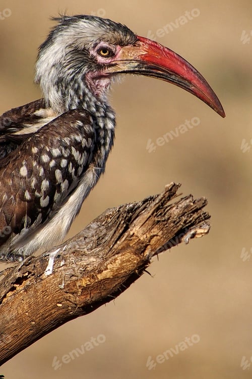 Preview: Redbilled Hornbill, Chobe National Park, Botswana