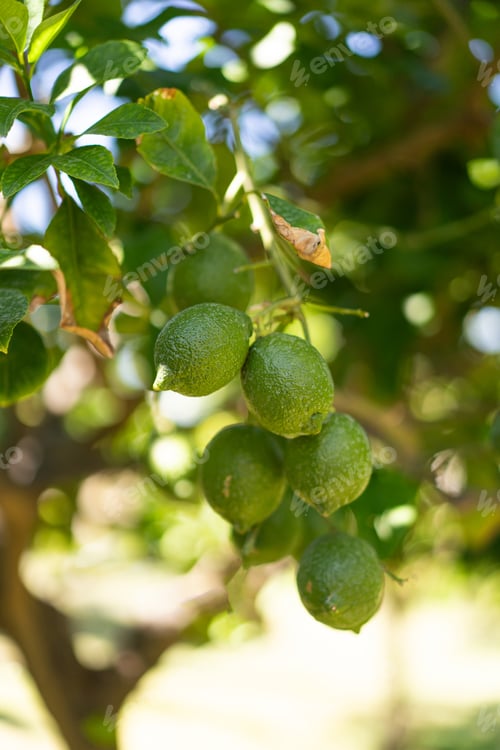 Preview: Green lemon on the tree blurred green background