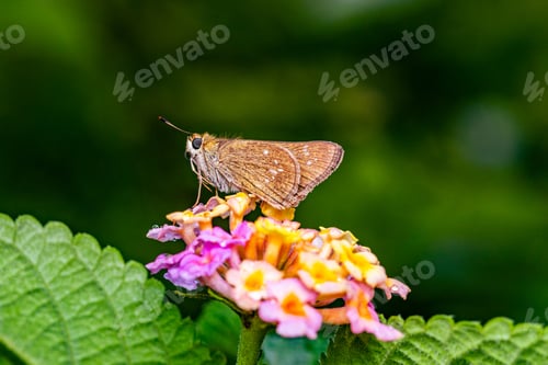 Preview: Flowers Floral Plants Petals Leaves Vegatations Green Kenya Farm