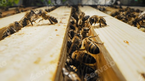 Preview: Bees swarming on honeycomb, extreme macro shot. Insects working beehive