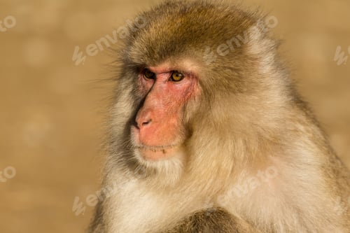 Preview: Adorable Monkey