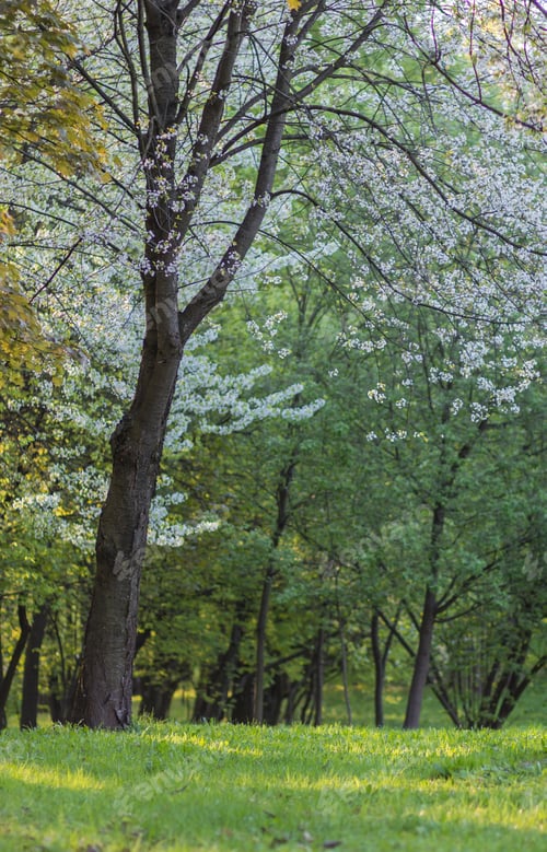 Preview: blooming apple trees