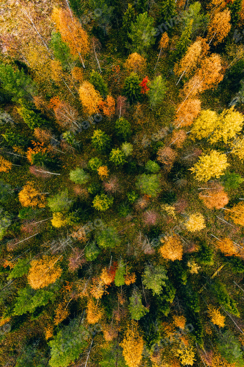 Preview: Aerial view of colored forest in autumn. Beautiful autumn forest with red, orange and yellow trees.