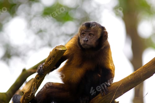Preview: Brown Capuchin Monkey