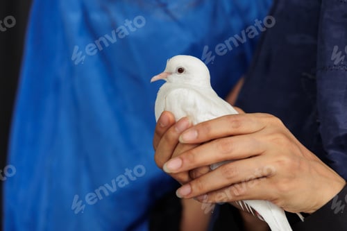 Preview: Harmony with Nature, Hands Gently Cradling a Peaceful White Dove
