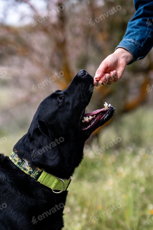 Preview: Dog Photography - Portrait of Black Labrador Retriever