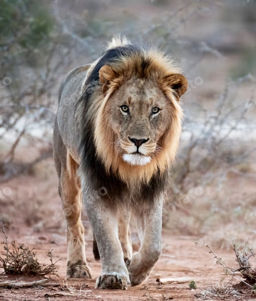 Preview: A Best wildlife tours in the world