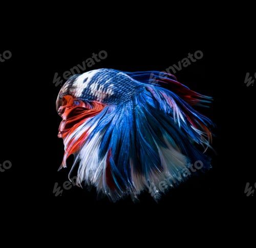 Preview: Betta fish, siamese fighting fish, betta splendens isolated on black background