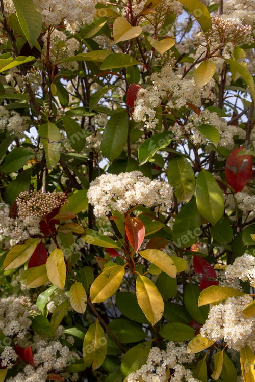 Preview: Photinia glabra, or the Japanese photinia, is a species in the family Rosaceae.